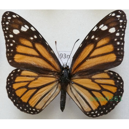 Danaus plexippus (Linnaeus, 1758) ex. ovo Portugal 63mm93n